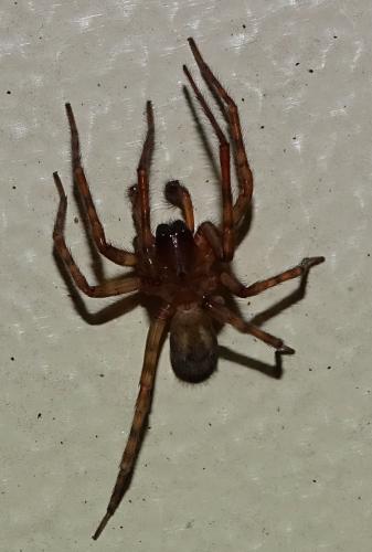 Amaurobius sp.